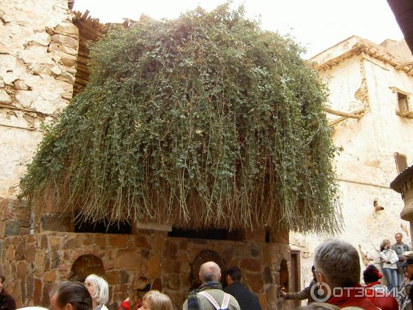 Неопалимая купина (1).jpg